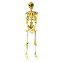 5' Posable Skeleton